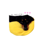 ネロpart.1（個別スタンプ：6）