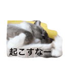 チョコ（猫）ですけど。（個別スタンプ：4）