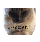 チョコ（猫）ですけど。（個別スタンプ：8）