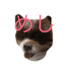 長崎犬産 茶太郎（個別スタンプ：1）