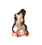 長崎犬産 茶太郎（個別スタンプ：2）