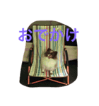 長崎犬産 茶太郎（個別スタンプ：4）