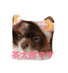 長崎犬産 茶太郎（個別スタンプ：5）