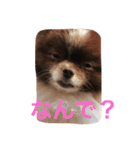 長崎犬産 茶太郎（個別スタンプ：6）