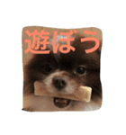 長崎犬産 茶太郎（個別スタンプ：7）
