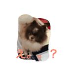 長崎犬産 茶太郎（個別スタンプ：8）