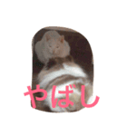 長崎犬産 茶太郎（個別スタンプ：9）
