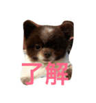長崎犬産 茶太郎（個別スタンプ：16）