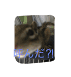 シマリス菜那のひととき2（個別スタンプ：1）