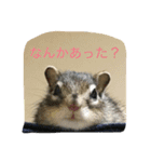 シマリス菜那のひととき2（個別スタンプ：3）