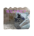 シマリス菜那のひととき2（個別スタンプ：4）