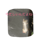 シマリス菜那のひととき2（個別スタンプ：5）