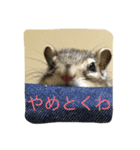 シマリス菜那のひととき2（個別スタンプ：7）