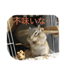 シマリス菜那のひととき2（個別スタンプ：9）