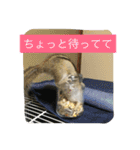 シマリス菜那のひととき2（個別スタンプ：14）