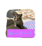 シマリス菜那のひととき2（個別スタンプ：15）