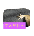 シマリス菜那のひととき2（個別スタンプ：16）