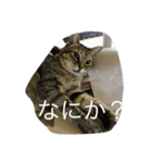 ねこのスコフィールド（個別スタンプ：1）