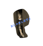 ねこのスコフィールド（個別スタンプ：2）