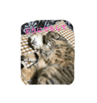 ねこのスコフィールド（個別スタンプ：3）