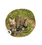 ねこのスコフィールド（個別スタンプ：4）