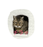 ねこのスコフィールド（個別スタンプ：5）