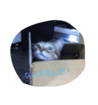 ねこのスコフィールド（個別スタンプ：6）