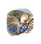 ねこのスコフィールド（個別スタンプ：7）