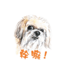 we dog（個別スタンプ：13）