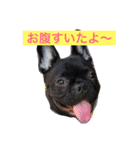 フレンチブルドッグ ガブリ（個別スタンプ：1）