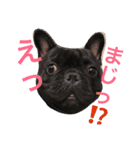 フレンチブルドッグ ガブリ（個別スタンプ：3）