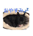 フレンチブルドッグ ガブリ（個別スタンプ：9）