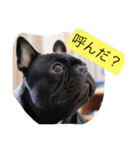 フレンチブルドッグ ガブリ（個別スタンプ：13）