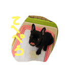 フレンチブルドッグ ガブリ（個別スタンプ：16）