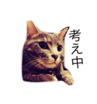 なな猫。（個別スタンプ：1）