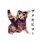 なな猫。（個別スタンプ：5）