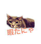 なな猫。（個別スタンプ：6）
