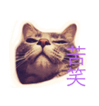 なな猫。（個別スタンプ：7）