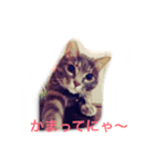 なな猫。（個別スタンプ：8）