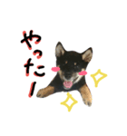 黒柴はる①（個別スタンプ：2）