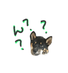 黒柴はる①（個別スタンプ：6）