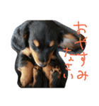 うちのわんわんず（個別スタンプ：4）