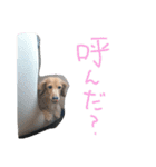 うちのわんわんず（個別スタンプ：11）