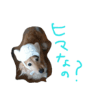 うちのわんわんず（個別スタンプ：12）