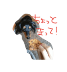 うちのわんわんず（個別スタンプ：15）