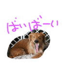 うちのわんわんず（個別スタンプ：16）