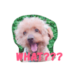 チャロ君と話そう（個別スタンプ：4）