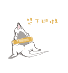 Safari Live（個別スタンプ：16）