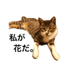 猫の花（個別スタンプ：1）