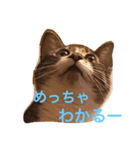 猫の花（個別スタンプ：2）
